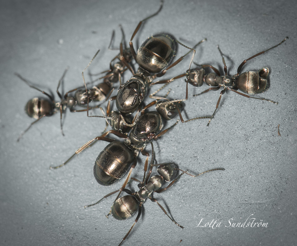 Kaksi isoa ja neljä pienempää mustaa muurahaista. 