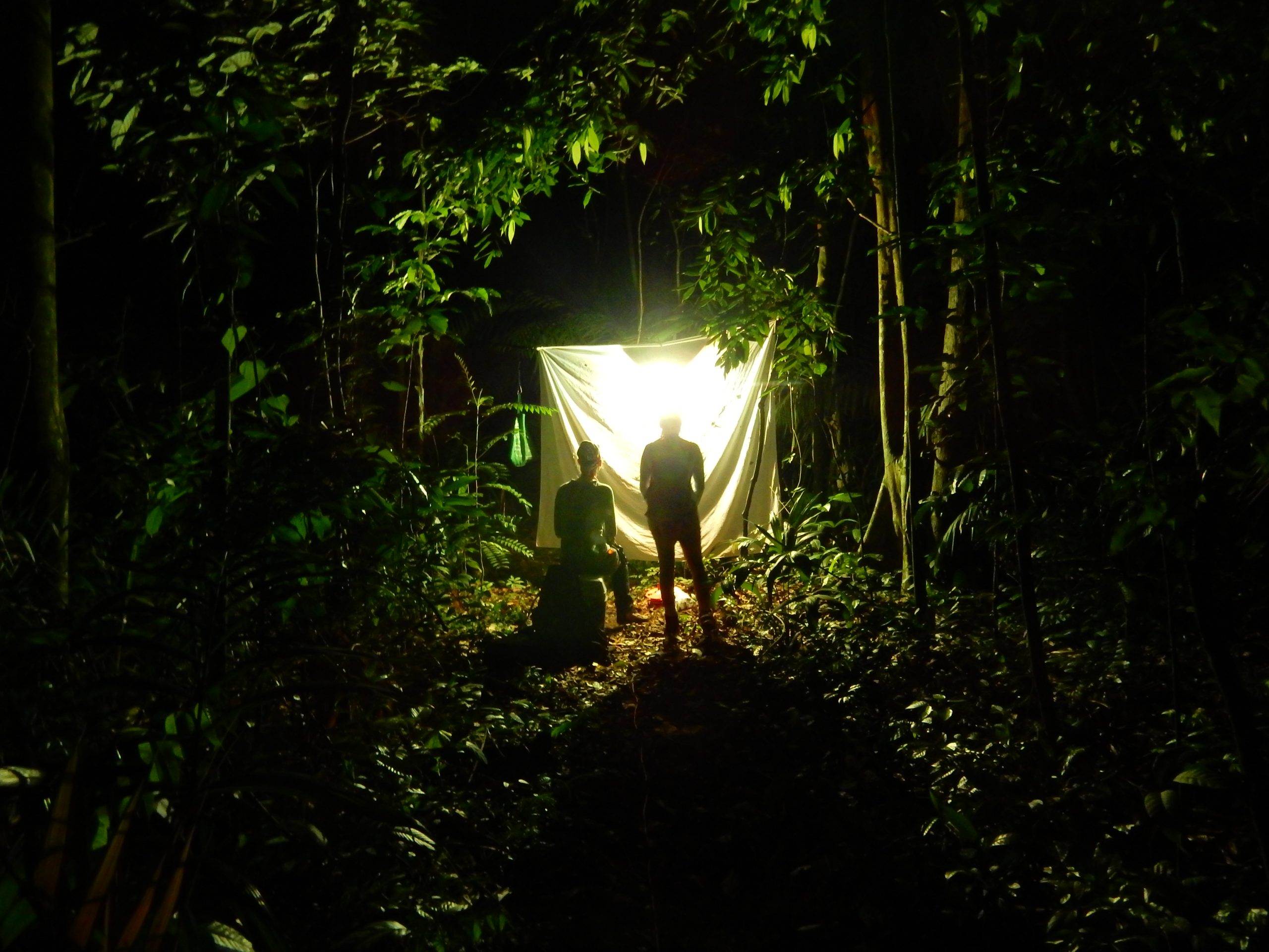 Pimeässä viidakossa on kirkkaana loistava lakana, jonka edessä on kaksi ihmishahmoa.