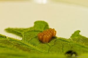 Oransseja munia vierekkäin vihreällä lehdellä.