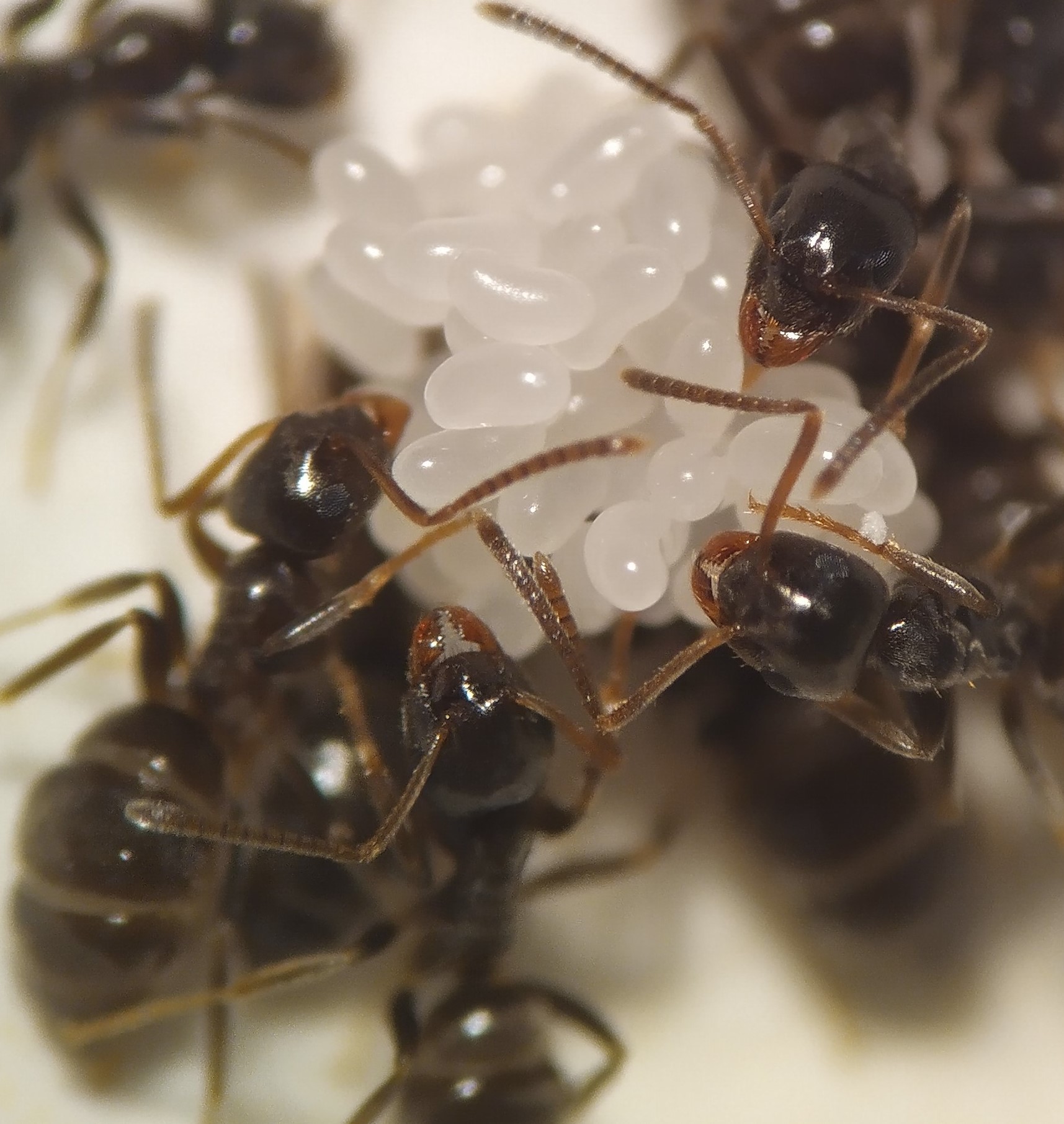 Neljä mustaa muurahaista ovat kerääntyneet valkoisten, pienten munien ympärillä ja osittain niiden päällä.